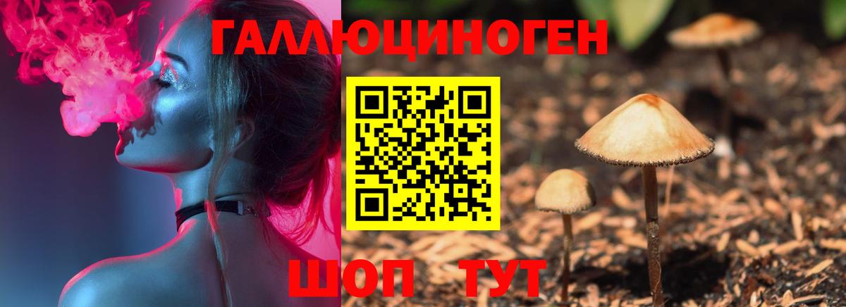 Галлюциногенные грибы Psilocybe Саяногорск